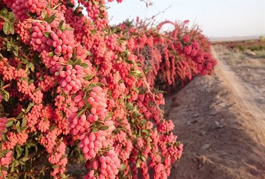 سالانه 24 تن زرشک از باغات استان کرمان برداشت می‌شود