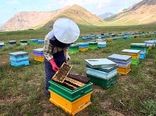 توزیع ۵ هزار تُن شکر بین زنبورداران اصفهانی
