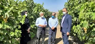 برداشت 16 هزار تن محصول انگور از تاکستانهای شهرستان میاندوآب
