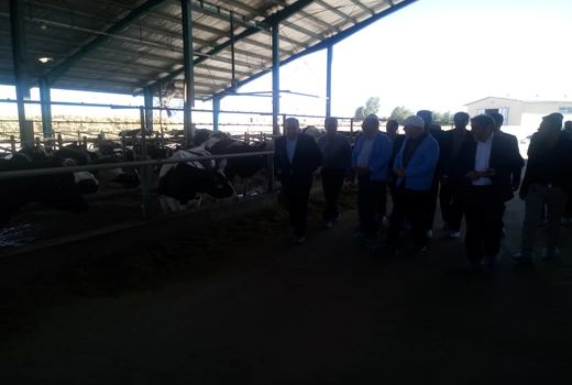 بازدید مدیران ارشد جهاد کشاورزی از گاوداری صنعتی 1000 راسی گاو شیری در شهرستان انار
