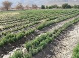 کشت گیاهان دارویی در 100هکتار از اراضی شهرستان جهرم