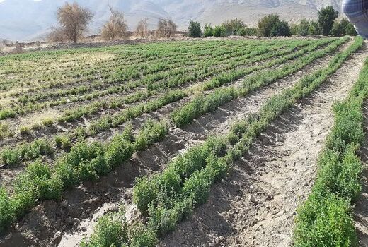 کشت گیاهان دارویی در 100هکتار از اراضی شهرستان جهرم