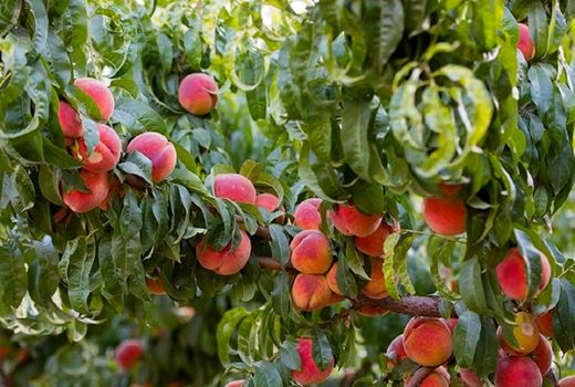 آغاز برداشت هلو از باغات استان چهارمحال و بختیاری