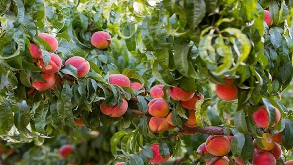 آغاز برداشت هلو از باغات استان چهارمحال و بختیاری