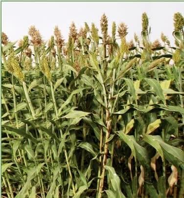  کشت سورگوم؛ راهبردی ایده‌آل در تناوب زراعی