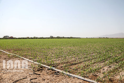 افزایش قیمت نهاده‌ها،  کشت را در سال آینده کاهش خواهد داد