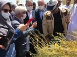 بازید وزیر جهاد کشاورزی از مناطق آلوده به ملخ