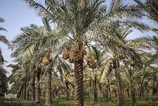 برداشت رطب نوبرانه از نخلستان‌های خرمشهر