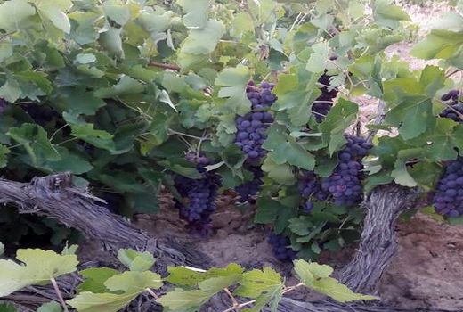 برداشت انگور از تاکستان های دیم سپیدان آغاز شد