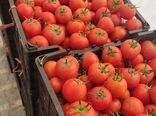 صادرات ۸۹۰۰ تن گوجه‌فرنگی فیروزآباد به بازارهای خارجی