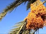 آغاز برداشت خرما از نخلستان‌های خور و بیابانک
