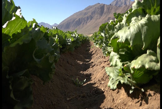 سبزیجات برگی با منافع چند سویه