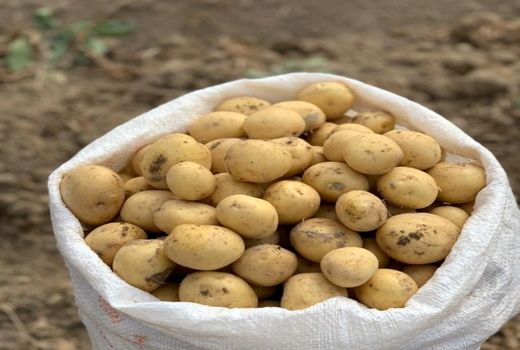  آغاز برداشت سیب زمینی بذری در شهرستان بن  