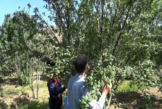 پیش بینی برداشت بیش از 2 هزار تن داشت آلوچه در کاشان