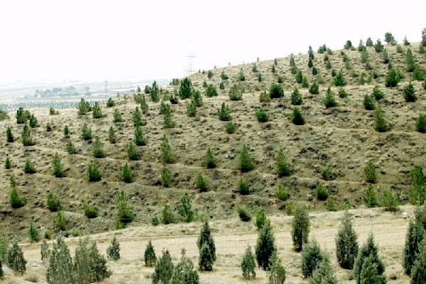 احیای ۸ هزار و ۵۰۰ هکتار از عرصههای منابع طبیعی