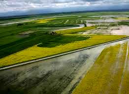 سرما به 35 درصد مزارع کلزا فاروج خسارت زد