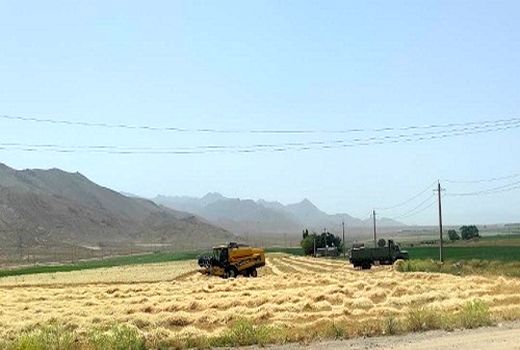برداشت جو از مزارع اقلید آغاز شد