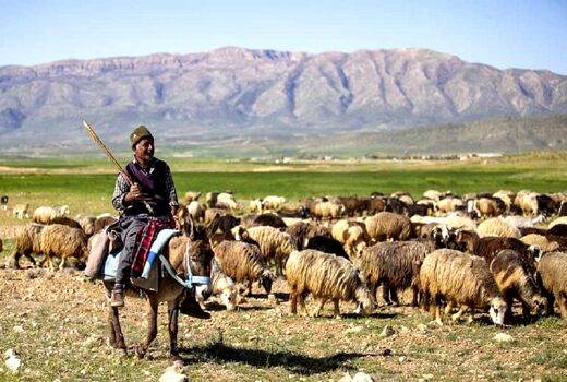 ۲۰ هزار راس دام عشایر در چهارمحال و بختیاری بیمه شد