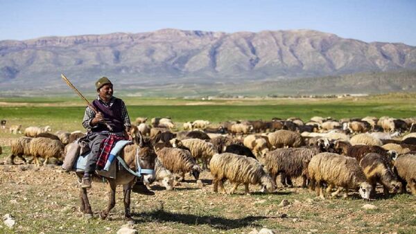 ۲۰ هزار راس دام عشایر در چهارمحال و بختیاری بیمه شد
