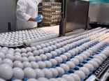 با حذف ارز ۴۲۰۰ تومانی، تخم مرغ توانست بازارهای منطقه‌ای را فتح کند