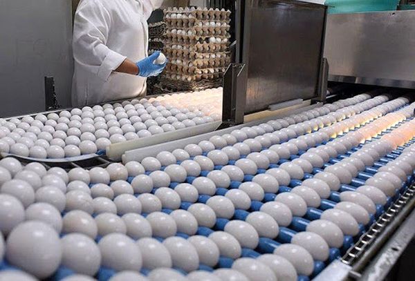 با حذف ارز ۴۲۰۰ تومانی، تخم مرغ توانست بازارهای منطقهای را فتح کند
