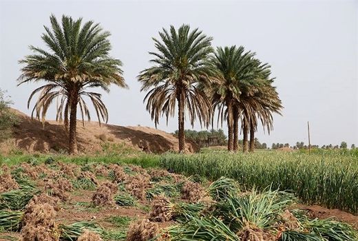 وزش بادهای گرم و ریزگرد زمینه فعالیت آفات مرکبات در استان بوشهر را فراهم کرده است