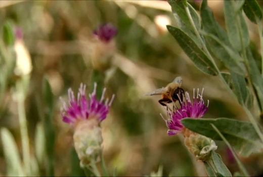 آغاز برداشت عسل از ۸۰ هزار کندوی زنبور عسل در خوانسار