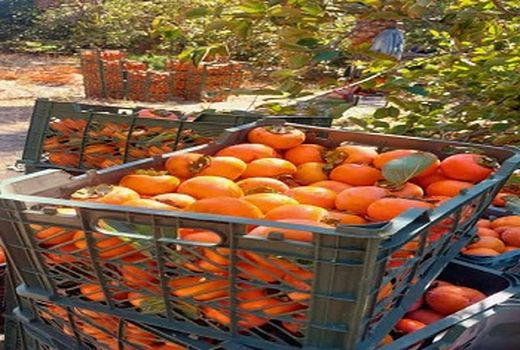 نکوداشت پدر علم ویروس شناسی گیاهی در هفته جهرم