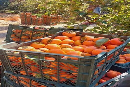 تولید 400 تن خرمالو در جهرم