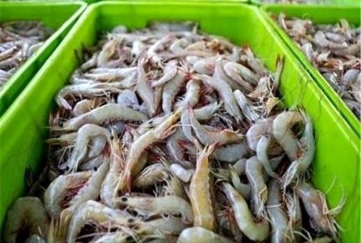 صادرات 130 میلیون دلاری میگو به 21 کشور جهان