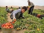 تولید بیش از یک میلیون تن محصولات کشاورزی در بوشهر