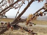 سرمازدگی درختان بادام در خراسان شمالی 