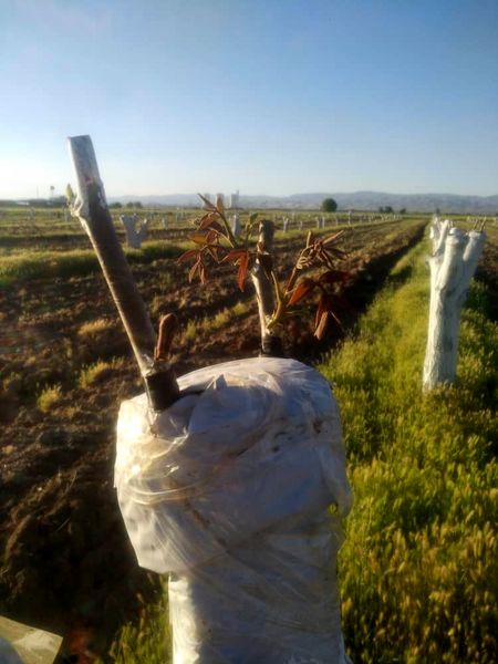 اجرای طرح سرشاخه کاری در سطح 3و نیم هکتار از باغات گردو شهرستان آبیک 