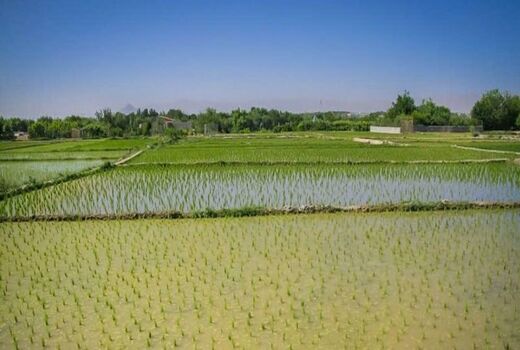 هیچ کشتی بر اساس معیارهای علمی جایگزین کشت برنج نمی‌شود