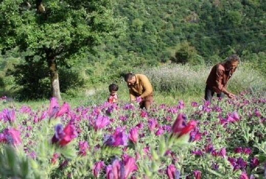 برگزاری کارگاه آموزشی سایت جامع الگویی تولیدی ترویجی در زمینه گیاهان دارویی