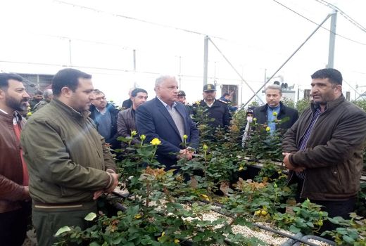 گلخانه گل رز شاخه بریده در سپیدان آغاز به کار کرد