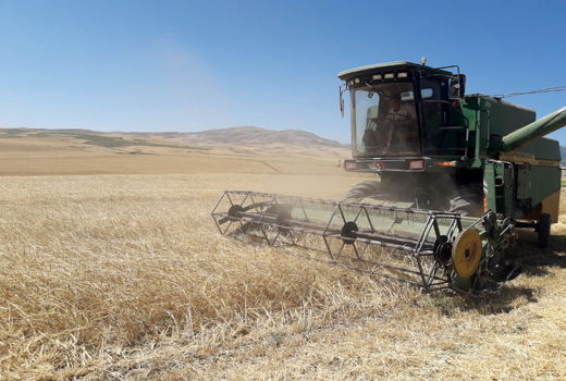 مزارع جو در فسا برداشت می شوند