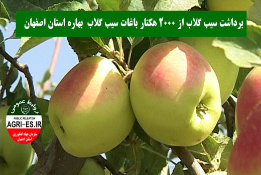 آغاز برداشت محصول از 2000 هکتار باغات سیب گلاب بهاره اصفهان