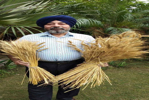 گندم رنگی جایگزین مناسبی برای گندم سنتی است