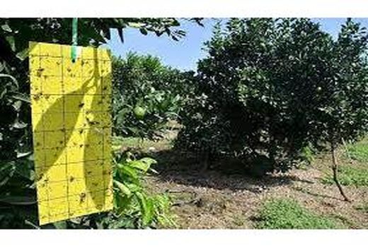 ردیابی مگس میوه در 2800 هکتار از باغات ساری 