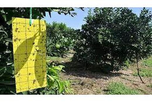  ردیابی مگس میوه در 2800 هکتار از باغات ساری 