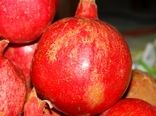 برداشت ۴۸ هزار تن انار از سطح باغات خراسان جنوبی