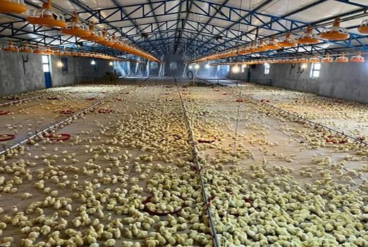 جهرم مقام دوم جوجه ریزی فارس در شهریورماه 