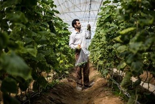 عقد قرارداد پرداخت تسهیلات به بزرگترین واحد گلخانه در چهارمحال و بختیاری