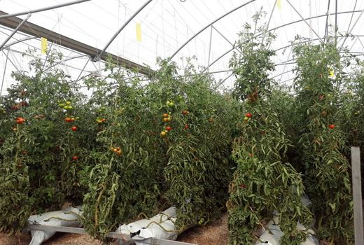 افتتاح نخستین گلخانه هیدروپونیک در اسفراین