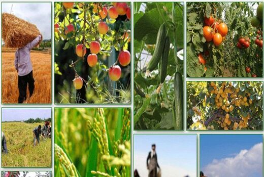 فعالیت 17 هزار بهره‌بردار بخش کشاورزی در قروه/تولید 600 هزار تن محصولات کشاورزی