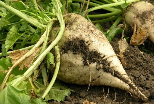 کشت چغندرقند پاییزه در سطح 27 هزار هکتار از مزارع