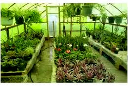 صدور الکترونیک 100 مجوز گلخانه در ساری