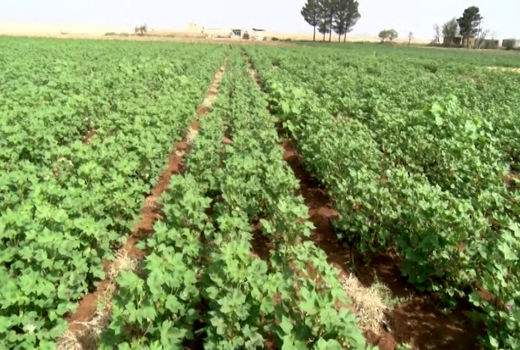 کاشت مکانیزه و اصولی پنبه به همت کشاورز جرقویه‌ای