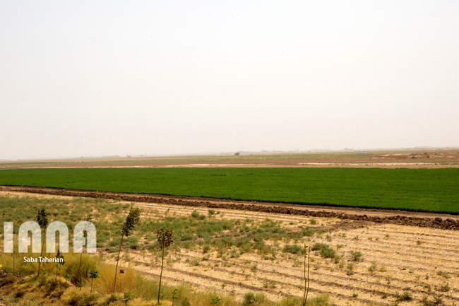 مزرعه ماهی و علوفه